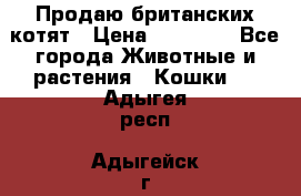 Продаю британских котят › Цена ­ 30 000 - Все города Животные и растения » Кошки   . Адыгея респ.,Адыгейск г.